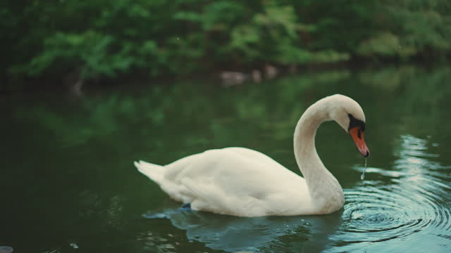 Close-up - White swan swims on the surface of a pond along the shore, cleans feathers with its beak and drinks water