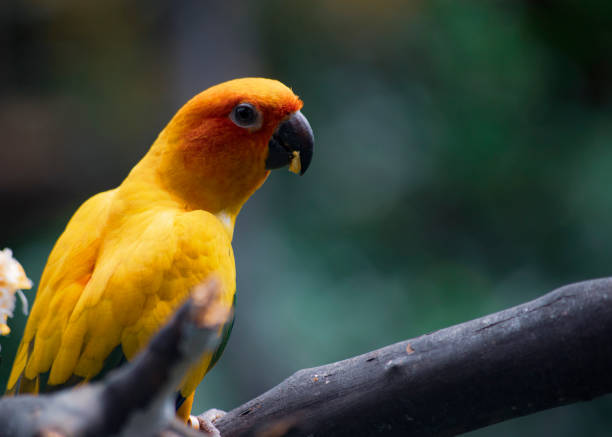 istock The sun parakeet bird, Aratinga solstitialis 1498676686