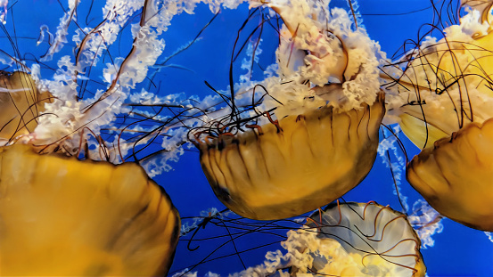 A group of jellyfish in dark blue water