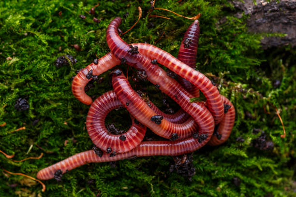 Many living earthworms for fishing in the soil, background Many living earthworms for fishing in the soil, background eisenia fetida stock pictures, royalty-free photos & images