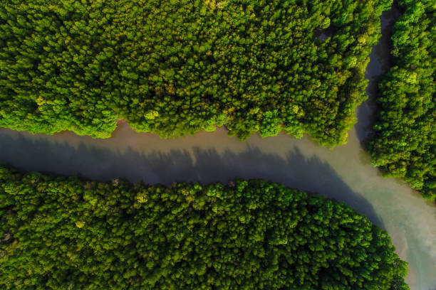 istock Ecology system green tropical mangrove forest in sea bay 1498678787