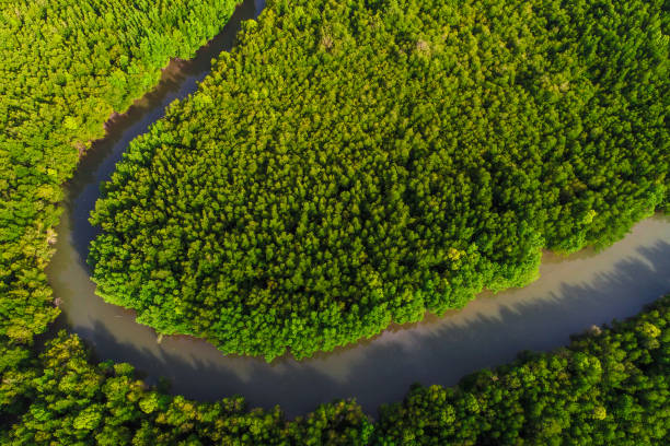 istock Ecology system green tropical mangrove forest in sea bay 1498679062