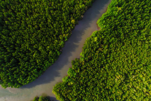 istock Ecology system green tropical mangrove forest in sea bay 1498679346