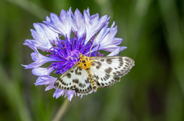 istock Anania hortulata butterfly on a cornflower 01 1498682113