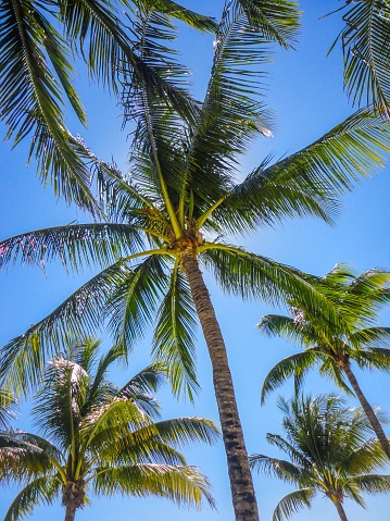 Group of palm trees seen from below on a sunny day