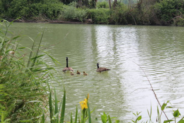 istock Mama and papa duck, taking care, protecting 1498682364