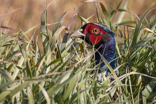 A solitary Chinese Ring-necked Pheasant bird perched in a tall grass field