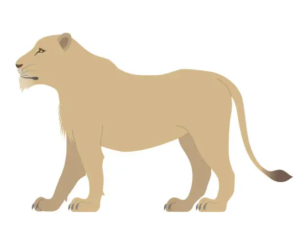 Vector illustration of The lioness isolated on white background