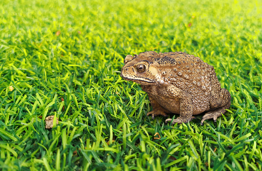 American Toad (Anaxyrus americanus) in green (grass lawn in the frontyard) in summer. The toad is generally brown to olive green in color, but can also have reddish coloration. Spots and warts are brown to orange red in color with only one or two warts in each spot. Warts vary in color from yellow to orange, red, or dark brown. It is 5.1 to 11.1 cm long (2\