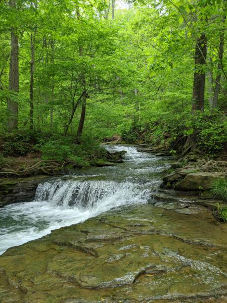 istock small river flowing down a wooded bank lined with trees in the background 1498684448