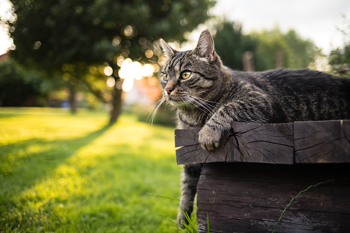 Cute brown european shorthair tabby cat lying outside on a wooden bench with paw outstretched and curiously looking to the left. Cat watches what is happening in the garden. Sunny summer day