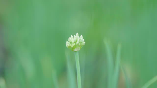 4k Closeup of young organic onion flower vegetable in farm