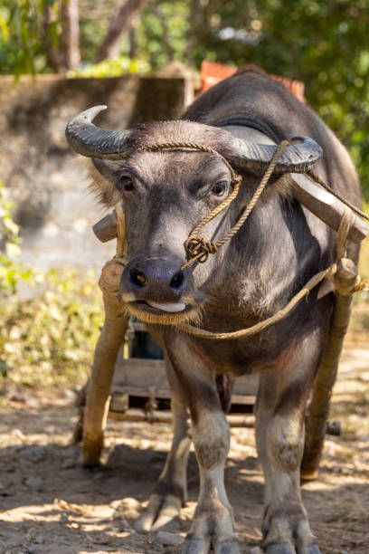 istock Carabao Buffalo in the Philippines 1498686825