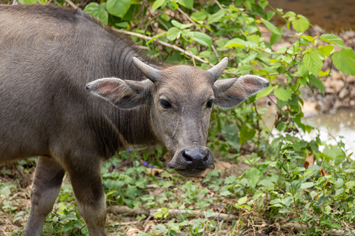 Carabao Buffalo In The Philippines Stock Photo - Download Image Now ...