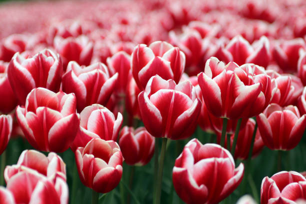 istock A field of tulips 1498687441