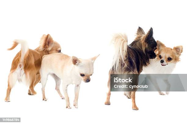 Foto de Tocando Chihuahuas e mais fotos de stock de Animal - Animal, Animal de estimação, Branco