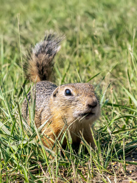 istock Prairie dog on a grassy lawn looking at the camera 1498689415