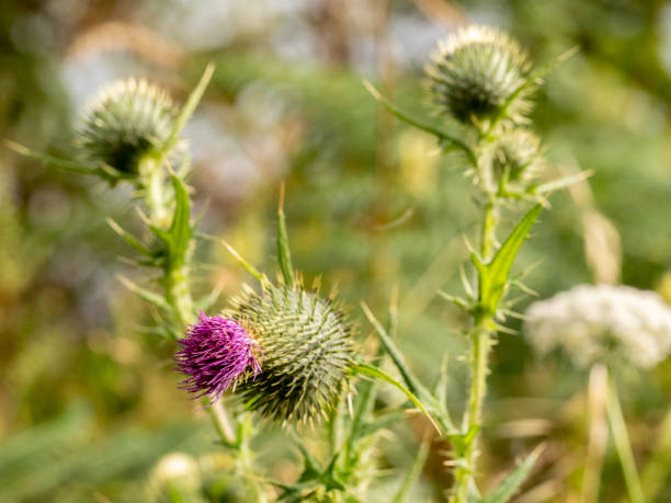 istock selective focus of a pink milk thistle flower (Silybum marianum) with blurred background 1498689819