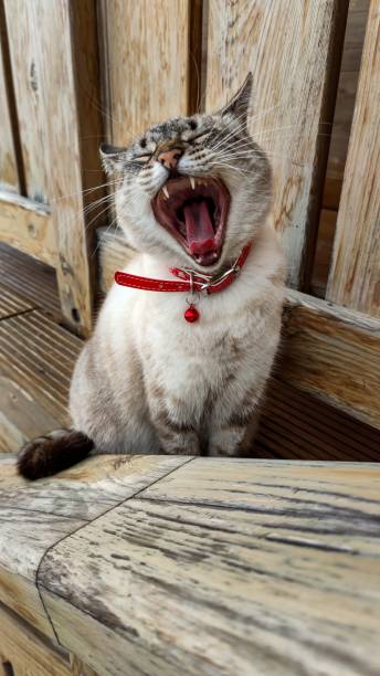 istock a cat with it's mouth open, sitting on a wood bench 1498692064