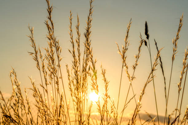 istock Grass silhouette at sunset. Sunlight breaks through the grass. Natural background. soft focus 1498693712