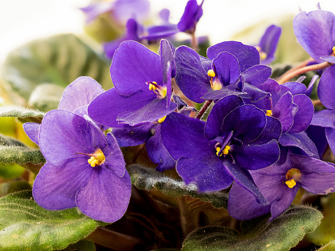 macro close up of an african violet (Saintpaulia) with blurred background
