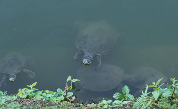 istock The yellow-spotted Amazon river turtle 1498697081