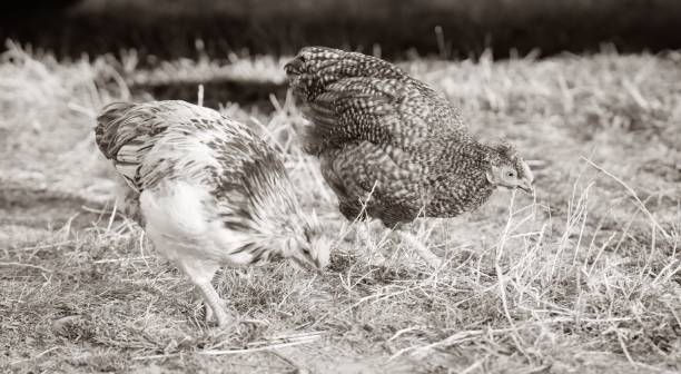 istock two chickens that are walking around in the grass together in a field 1498697139