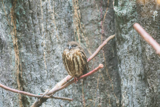cute bird in the zoo