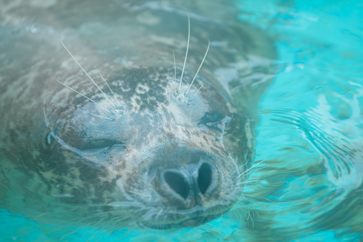 Cute seal swimming in the zoo