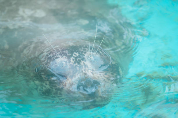 Mother harbor seal (Phoca vitulina) or harbour seal with her pup in water amongst kelp in summer in the Johnstone Strait, British Columbia, Canada.