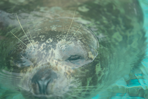Cute seal swimming in the zoo