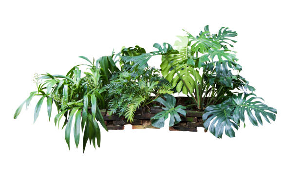 istock Tropical plant  fern bush shrub tree isolated on white background with clipping path. 1498698352