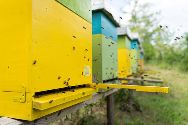 istock Honey bees flying near multicolored beehives 1498698412