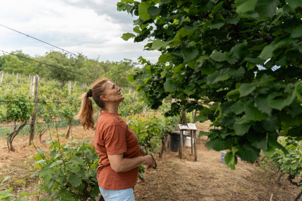 istock Caucasian senior female farmer, doing quality control of a hazel tree 1498698509