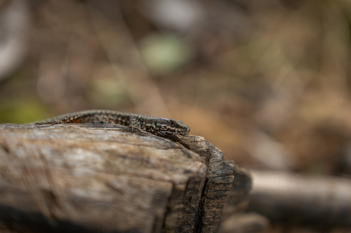Close-up of a lizard on the tree trunk