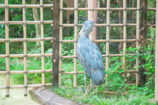 istock cute bird seen at the zoo 1498699213
