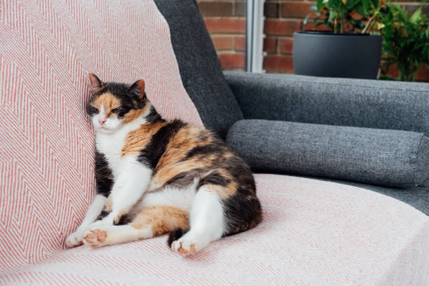 Lazy multicolored cat sitting like human and sleeping with its body squashed as she is fully relaxed on couch. Pleased, well-fed senior cat. Funny fluffy cat in cozy home atmosphere. Selective focus