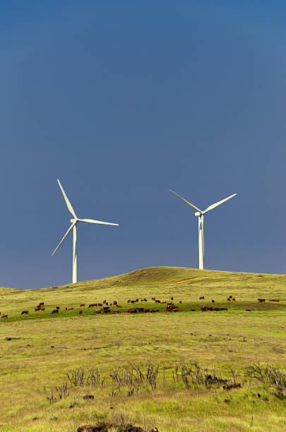 istock wind turbines, cattle, pasture, South Point, Big Island, Hawaii 149870026