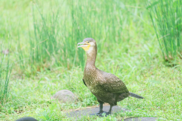 istock cute bird seen at the zoo 1498700354