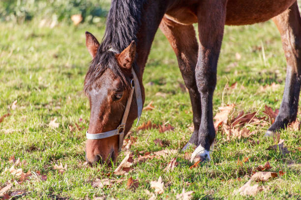 istock A horse in the pasture 1498701097