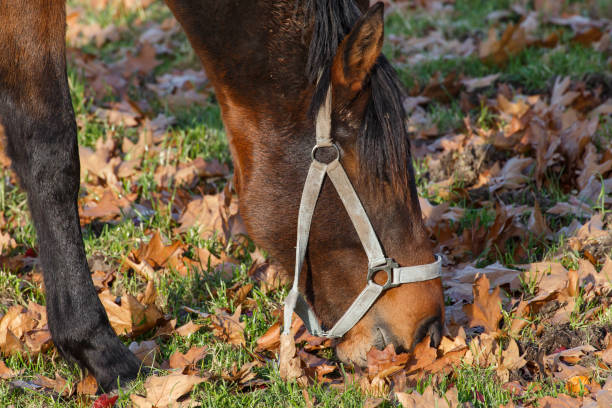 istock A horse in the pasture 1498701099