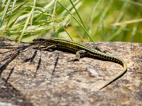 Bocage's wall lizard (Podarcis bocagei) on a stone - endemic specia to the Iberian Peninsula