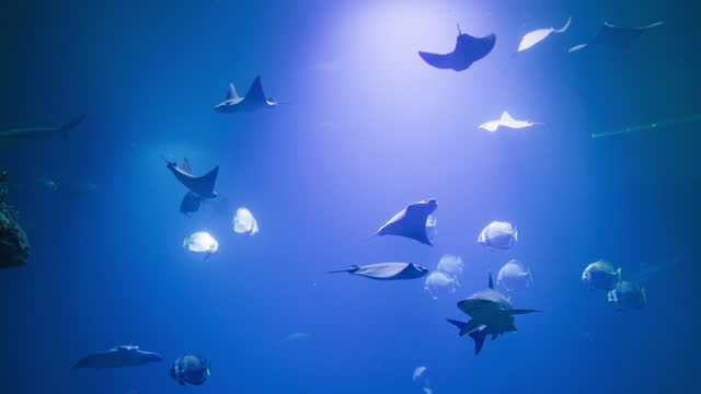 marine animal life, beautiful exotic fish swim in blue clear water behind glass in oceanarium