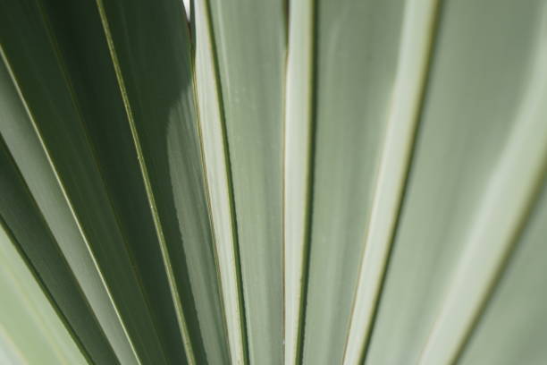 huesos de hoja de palma palem bismarck / bismarkia plata (bismarckia nobilis) - nobilis fotografías e imágenes de stock