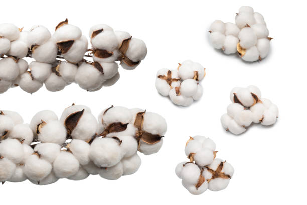 istock Cotton flower branch isolated on white background. 1498703006