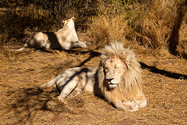 istock Male & Female White Lion 149870331