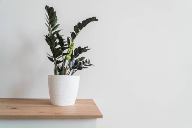 istock Plant Dollar tree in white pot on white background 1498703344