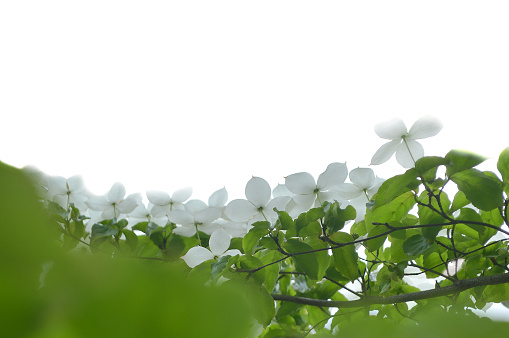 Dogwoods on the White Background