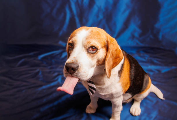 istock Funny Beagle purebred dog photo sesion in studio 1498704141