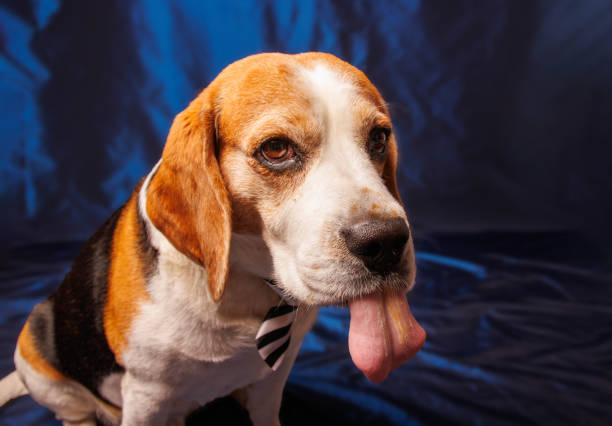 istock Funny Beagle purebred dog photo sesion in studio 1498704147